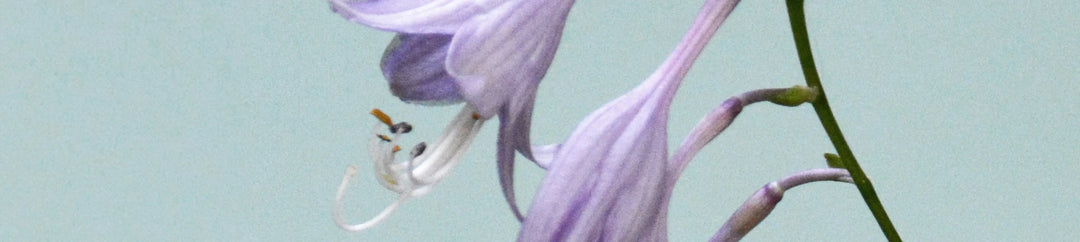 Sweet & Floral Scent Notes