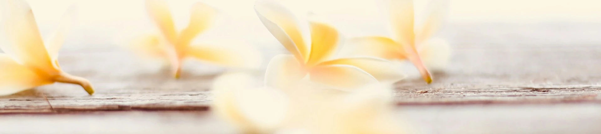 Sexy Vanilla Scent Notes